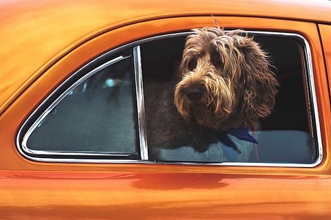 some tips to keep in mind while travelling with your pets