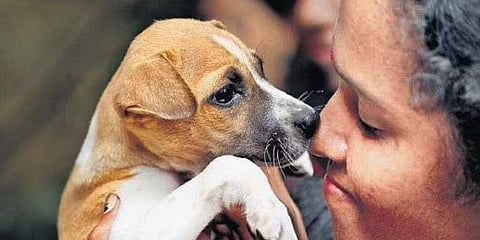 A scene from an adoption drive