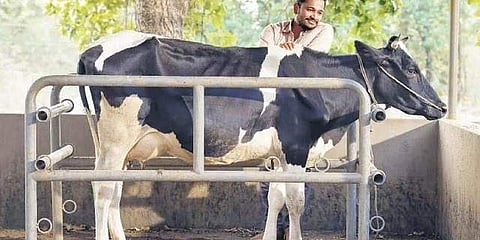 A still from 'Paltu Janwar'