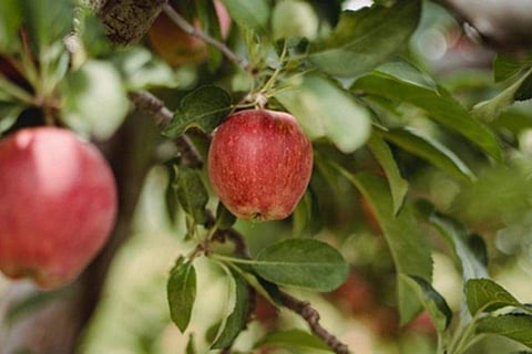 6 Indian apple varieties and its health benefits