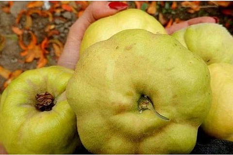 For representational purposes. (Photo Wikimedia Commons)