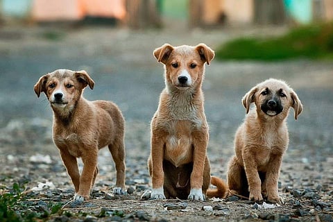 World Animal Day: Sindhura Pothineni lends a helping hand Representational image (Source: Unspalsh))