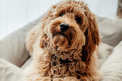 Topper_in_dogbed_(dark_beige)