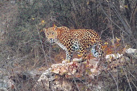 In search of a leopard