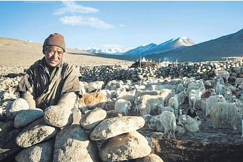 A shepherd with his floc/ Photos: MaNtra Himalayak