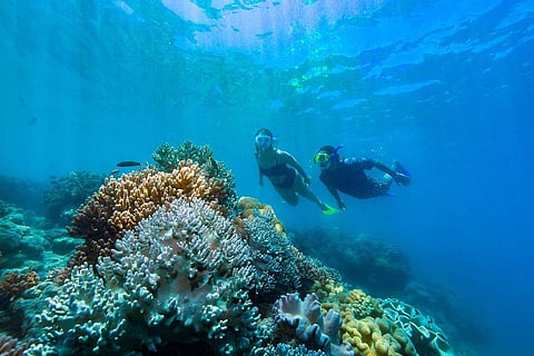The Great Barrier Reefs
