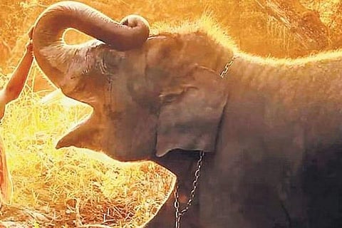 The Elephant Whisperers bagged the Academy Award for Best Documentary Short Film, it created history.