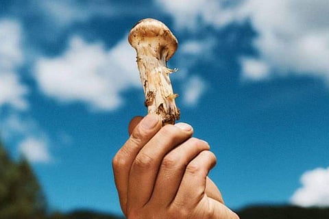 Genekha matsutake mushroom festival Start With August 15