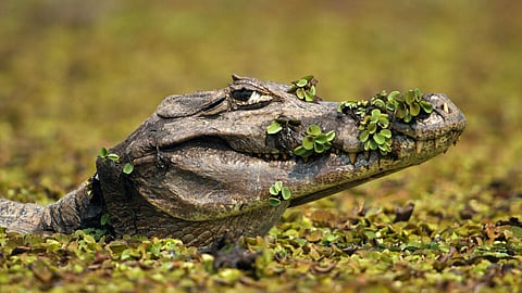 Still from Changing Planet 2