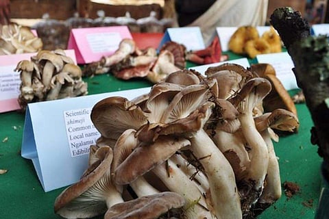 The Annual Mushroom Festival serves as an embodiment of gratitude towards the forest