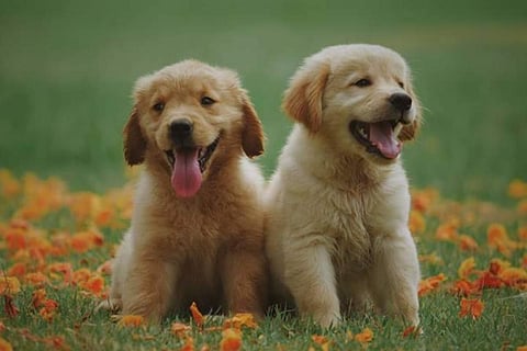 Canine companion is the best!