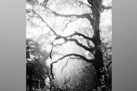 A photograph from the Shinrin series. (Photo | Express)