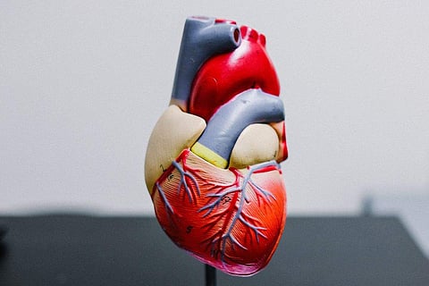 Ayurveda's role in enhancing kidney health