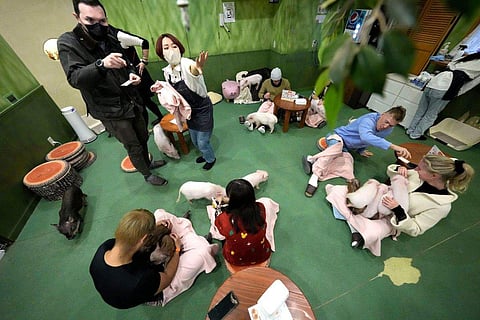 In frame: Customers play with micro pigs at a mipig cafe in Tokyo