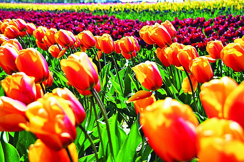 Tulips