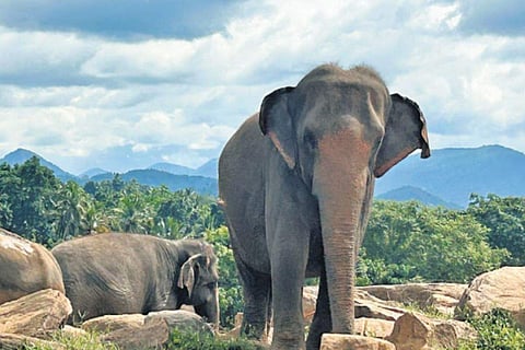 The Pinnawala Elephant orphanage near Kandy