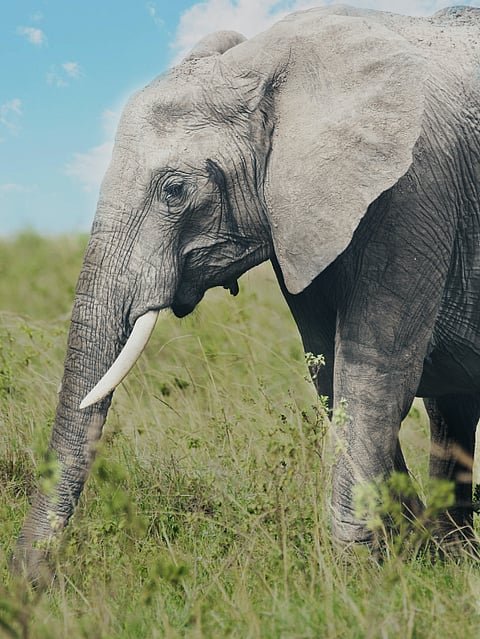 Environmental conservation projects to check out this World Wildlife Day