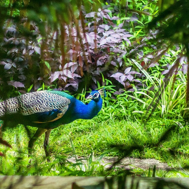Peacocks roam freely across the property