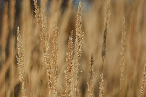 Image for representational purposes