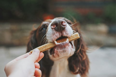 Healthy pets, happy lives: 5 pet foods for your fur babies