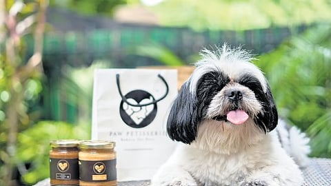 India's gourmet pet food market booms as owners splurge on exotic treats