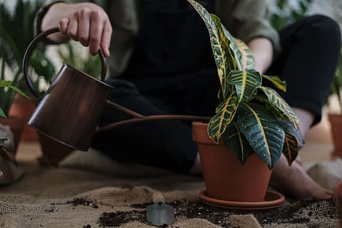 Five benefits of growing indoor herb garden