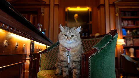 Lilibet the cat, who is a Siberian Forest Cat and lives in the Lanesborough Hotel in London