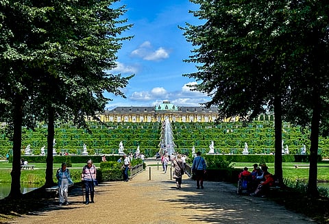 Lilibet the cat, who is a Siberian Forest Cat and lives in the Lanesborough Hotel in London