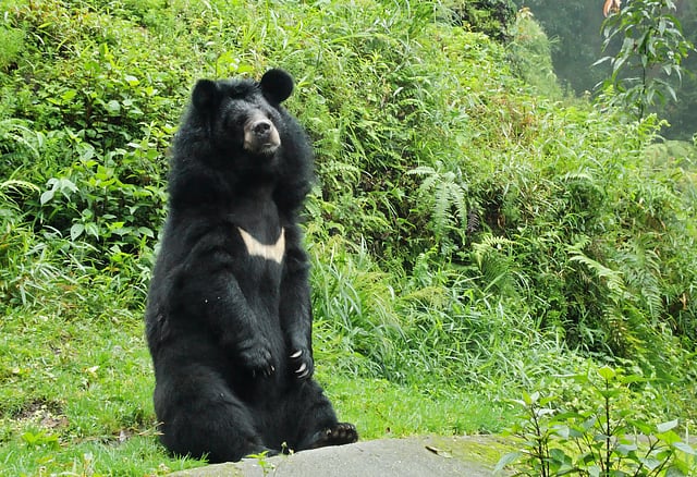Himalayan black bear