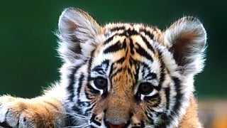 International Tiger Day: Six adorable tigers that made us fall in love with our feline friends