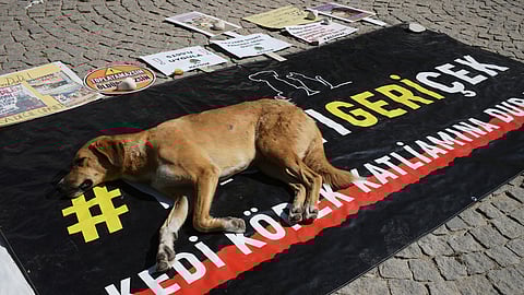A stray dog rests on a banner that reads "#withdraw the legislation" during a protest by animal rights activists in Ankara