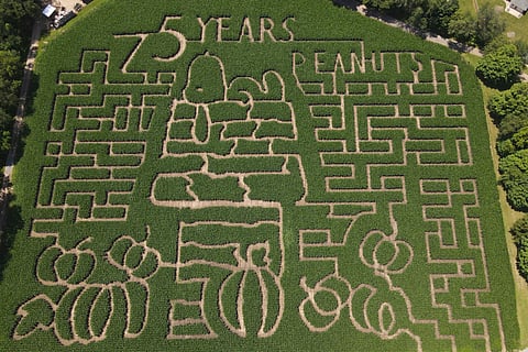A July 17 image released by Gull Meadow Farms shows a corn maze honouring the 75th anniversary of the Peanuts comic strip in Richland, Mich.