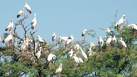 Bird watching in Bharatpur: Exploring the rich avian life in Keoladeo National Park