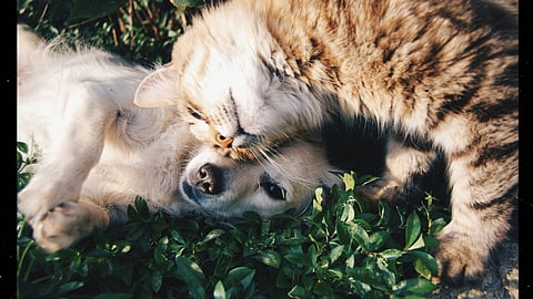 Feast with furry friends: How to keep your pets paws-itively healthy this festive season