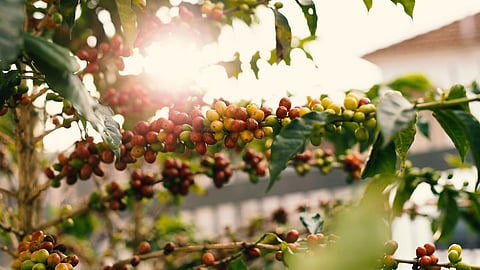 International Coffee Day 2024: We bring you four off-beat spots in India that you need to visit to experience coffee at its best!