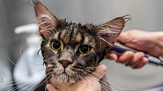 Five grooming tips for your pet