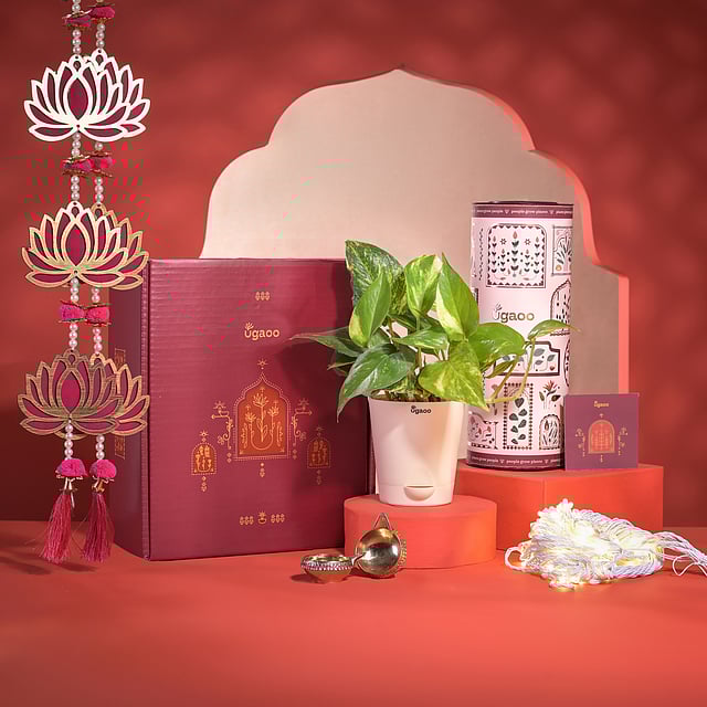 Ugaoo’s Abundance & Joy Diwali Gift Hampers