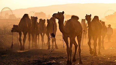 Pushkar Camel Fair 2024