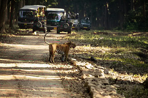 Plan your safari: Updates on India’s wildlife sanctuaries and reserves