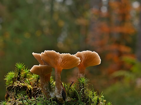 Marvellous mushrooms: Nutrient-packed fungi with powerful health benefits