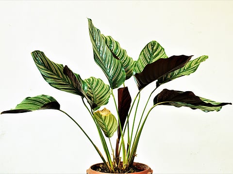 Winter-proof your home with thriving indoor plants