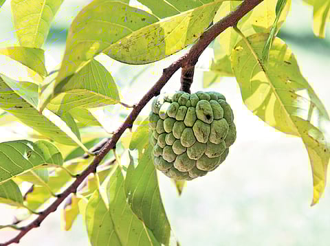 As sitaphal season is here, we take a closer look at the fruit’s origins, health benefits and more