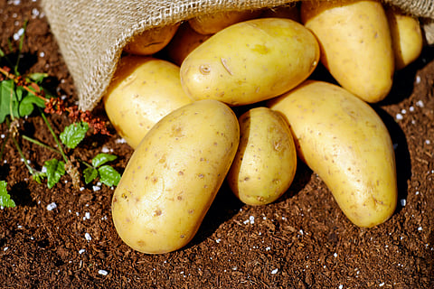 Vegetables that are an essential part of Indian cuisine but not indigenous to India