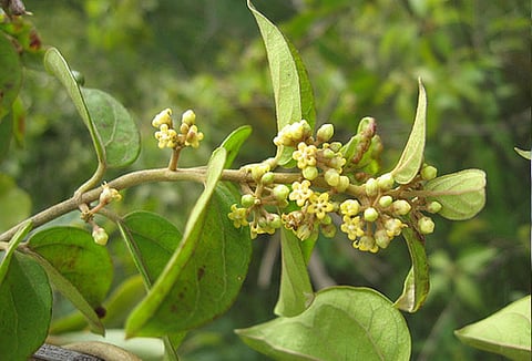 Gudmar: The vine with powerful natural compounds that can have many health benefits