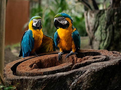 Exploring the most beautiful bird sanctuaries around the world