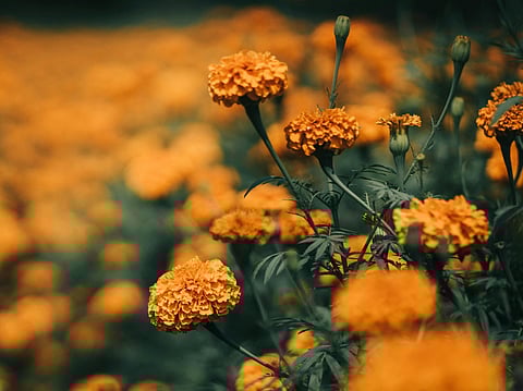 Winter blossoms in India