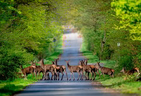 Photographers capture stunning scenes of nature and wildlife in 2024