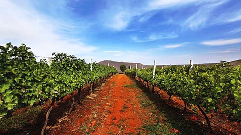 Grover Zampa Vineyards, Doddaballapura