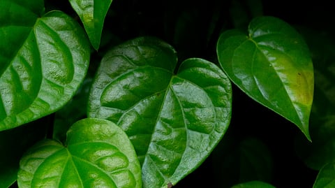 Betel leaves – a natural remedy