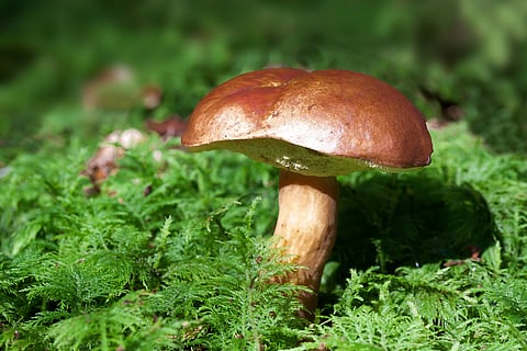The growing potential of mushroom farming